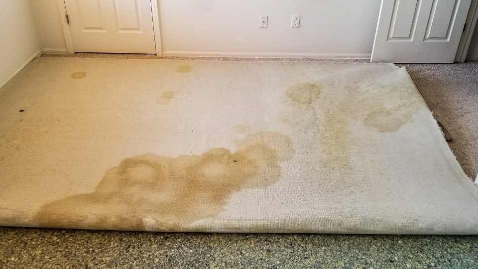 Pet urine stains on back of rolled up carpet removed by Carpet Cleaning of Dearborn, MI